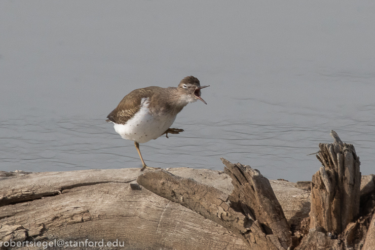 geng road, palo alto baylands